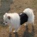 JoyDaog Male Dog Diaper Belly Bands - Reusable Black XL (20-24 Waist) - 3 Pack for Pets - Perfect for Training & Travel - Buy Online on GoSupps.com