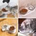Double Elevated Cat Bowls with 15 Tilted Design - Neck Guard Stand for Cats or Small Dogs - Buy Online on GoSupps.com