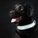 Senristar Personalized Reflective Dog Collar & Leash Set - Custom Engraved Name Tag for Small Medium & Large Dogs & Cats - Blue 2.0 cm Width Neck 28-36 cm - Buy Online on GoSupps.com