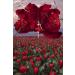 Dancing on Roses - Buy Online on GoSupps.com