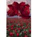 Dancing on Roses