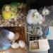 YJJKJ Pet Wood Bird Breeding Nesting Aviary Cage Box for Parakeets, Budgies, and Cockatiels - Buy Online on GoSupps.com