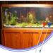 Coral Feeder 2 Pcs Acrylic Marine Fish Reef Feeding Tube 13.7 Inch Coral Food Tool for Reef/Anemones/Brine Shrimp Most Aquarium Organisms (Blue+Red) - Buy Online on GoSupps.com