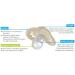 MAM Original Silicone Pacifier Set (2) - Tooth-Friendly Skinsoft Silicone for 16+ Months - Includes Pacifier Box - Turtle Design - Green Day - Buy Online on GoSupps.com