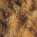 Face Facts Brown Sugar Body Scrub | Exfoliates and Softens | 400g - Buy Online on GoSupps.com