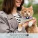 Jiaarui Airtag Cat Collar - Soft GPS with Apple AirTag Bracket & Bell Light Tracker for Young Cats (Purple) - Buy Online on GoSupps.com