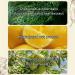 Shampoo shampoo for hair growth ginseng Ginger Hair Shampoo natural vegetable oil control conditioner for all hair types - Buy Online on GoSupps.com