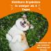 Build Probiotics for Dogs - 120 Treats for Improved Digestion & Immune Health | Support Intestinal Flora & Relieve Sensitive Bellies - Buy Online on GoSupps.com