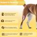 Dog Knee Brace - Dog Leg Protector with 10 Support Sticks | Dog Acl Knee Brace | Breathable Large Dog Rear Leg Support | Dog Leg Protector for Pet Recovery M - Buy Online on GoSupps.com