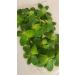10x Water Lettuce pistia stratiotes Dwarf Mini Live Aquarium Floating Plants - Buy Online on GoSupps.com