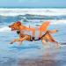 Buy Cit toile Dog Life Jacket - Safe & Reflective Orange Vest for Water Sports - Fits Small Medium & Large Dogs (XL) - Buy Online on GoSupps.com