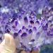 Pakmez Amethyst Rough Stone 1pc Natural Crystal Cluster Amethyst White Ore Purple Quartz Stone Raw Crystals (Size : 300-350g) - Buy Online on GoSupps.com