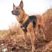 Rabbitgoo No Pull Dog Harness for Medium & Large Dogs | Tactical Military Safety Vest with Handle & Metal Buckles | Adjustable & Breathable | Size S (1 Pack) - Black - Buy Online on GoSupps.com