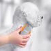WAHL Palm Pal Brush Pet Grooming Brush Rubber Grip Animal Grooming Tools Face and Body Dog Brush Brushes for Cats and Dogs Removes Loose Hair Dirt and Tangles Palm-held Brushes - Buy Online on GoSupps.com