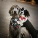 Buy Orbiloc Safety Light for Dog Collars - Best Gear for Night Walks | International Shipping Available - Buy Online on GoSupps.com