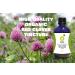 Organic Herbal Remedies Red Clover Tincture 100 ml - Buy Online on GoSupps.com