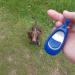 Company of Animals Multi-Clicker - Adjustable Volume with Loud and Quiet Clicks - Easy-to-Click Wrist Strap for Dogs and Puppies - Blue - Buy Online on GoSupps.com