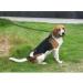 Happy Hachi 20m Dog Tow Line - Durable Nylon Leash for All Sizes | Weatherproof Training Leash with D-Carabiner & Grip Cushion - Ideal for Small & Large Dogs (Green) - Buy Online on GoSupps.com