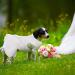 Dog White Princess Dress with Bowknot & Rose Decor - Medium Tutu Skirt for Small/Medium Girl Dogs - Formal & Sweet Summer Apparel for Wedding Party - Pet Lace Costume - Buy Online on GoSupps.com