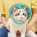 Deaguid Adjustable Cat Cone Collar Soft Large Foldable Cat Recovery Collars & Cones Elizabethan Pet Recovery Collar Cat and Small Dog for Surgery and Lnjuries (Green L) - Buy Online on GoSupps.com