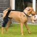 Dog Behind Leg Brace Rear Leg Brace Neoprene Hip Brace Support Dog Knee Brace Adjustable Traction Belt for Cruciate Ligame for Cruciate Ligament Injury for Torn ACL Leg L right - Buy Online on GoSupps.com