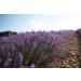L'Occitane Shea Butter Lavender Hand Cream 2.6 oz | Nourishing & Smoothing Formula - Buy Online on GoSupps.com
