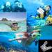 Mollytek 6 PCS Scuba Diving Regulator Mouthpiece - Transparent Silicone Snorkel Mouthpiece for Comfortable Fit - Spare Replacement for Most Standard Regulators | Scuba Diving Accessories - Buy Online on GoSupps.com