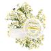 Yves Rocher PURE CALENDULA Regenerating Day & Night Cream Moisturizer 50ml Hydrate & Revitalize Your Skin | International Shipping Available - Buy Online on GoSupps.com