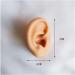 Simulation Ear Model Artificial Ear Model - Soft Silicone Ear Model - for Acupuncture Ear Picking Practice Studs Earring Display Props - Buy Online on GoSupps.com