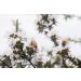 Arataki Manuka Honey Blend 30+ MGO Certified Multifloral 500g Product of New Zealand - Buy Online on GoSupps.com