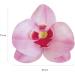 Dekora 126066 Orchids Cake Decoration - 10 Edible Pink Flowers (7.5-8.5 cm) | Perfect for Cakes | International Shipping - Buy Online on GoSupps.com