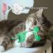 jiuhao Cat Catnip Toys 3 Pack Interactive Cat Teeth Cleaning Plush Toys for Indoor Cats Kitten- Cat Scratch Chewing Teeth Grinding Catnip Pillow Toys Fish-1 - Buy Online on GoSupps.com