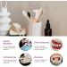 Healvian Double-Sided Toothbrush for Dentures - 20 STK Prosthesis Cleaning Brush - Effective False Teeth Care Tool - Buy Online on GoSupps.com