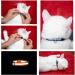 Reflective Cat Collar Set - 6 Pack of Safe Breakaway Collars with Bells | Nylon Mixed Colors | Free Replacement | Upgraded Version - Buy Online on GoSupps.com