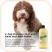 Quinn's Pure Castile Organic Liquid Soap - 32 oz (Unscented) | Natural & Gentle Formula - Buy Online on GoSupps.com