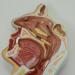 JUJNE Nasopharyngeal and Laryngeal Lesion Model Nasal Cavity Pathological Model Nasal Cavity Magnification Model is Suitable for Medical Teaching - Buy Online on GoSupps.com