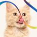 Amaxiu Cat Wand Toy Set Interactive Cat Wand Toy with Rainbow Ribbon String Rainbow Cloth String Leopard Print Cloth String for Small Cats Kittens Indoor Training Catcher(3 Packs) - Buy Online on GoSupps.com