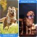 Luminous LED Dog Collar - USB Rechargeable Waterproof Adjustable Length 3 Lighting Modes - Yordawn Blue | Pet Safety Accessories - Buy Online on GoSupps.com