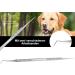 Stainless Steel Tartar Remover for Dogs | Pet Tooth Cleaner & Scaler - Type 10 Replacement - Buy Online on GoSupps.com
