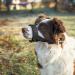Heele Dog Muzzle with Head Belt | Comfortable & Secure Dog Muzzle for Training & Safety - Fast International Shipping - Buy Online on GoSupps.com