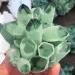 Natural Crystal Rough 300-400G Hot Weather Crystal Cluster Made from Chrysanthemum Green Mineral Processing - Buy Online on GoSupps.com