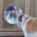 Ailan Pet Bubble for Windows Safety Fence View Dome Relief Indoor Household Garden Lawn Fencing Small Animals Accessories - Buy Online on GoSupps.com