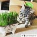 Cat FurNature Rye Cat Grass Seeds (150g) - Natural and Healthy Option for Your Feline Friend - Buy Online on GoSupps.com
