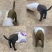 3 PCs Dog Butt Toothpaste Tops - Funny Toothpaste Attachments for Pets (Gray Brown Black) | International Shipping - Buy Online on GoSupps.com