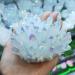 Specimen 1pcs 400-500g Crystal Minerals Natural Electroplated Aura Angel Clear Quartz Crystal Cluster for Home Decoration ERBDRGAZ - Buy Online on GoSupps.com