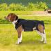 Breathable Back Brace for Dogs - Breathable Pet Back Bracer for IVDD Pet Back Bracer for IVDD Back Protector Znet-au Black M - Buy Online on GoSupps.com