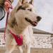 Hurtta Weekend Warrior Dog Harness for Medium Dogs - Ruby Red 60-80 cm | Best International Shipping - Buy Online on GoSupps.com