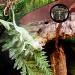 Mallalah Needle Hygrometer Terrarium Thermometer Humidity Meter Pressure Gauge for Amphibian Reptiles Lizard Snake Reservoir ROHS Certified - Buy Online on GoSupps.com