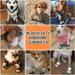 Slowton Dog Shoes Breathable Non-Slip Paw Protection Boots for Small Medium & Large Dogs Adjustable Reflective Velcro Fastener Size 5 (Width 6 cm) 2 Pieces - Buy Online on GoSupps.com