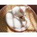 Natural Straw Small Medium Cat and Dog Sofa Bed - Comfortable Pet Bed & Scratcher - Eco-Friendly - Buy Online on GoSupps.com